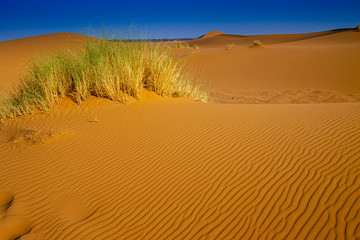 Plantas y caminos de arena en el desierto