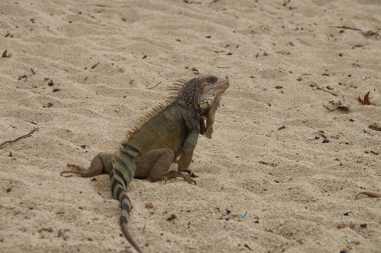 iguana en parque tayrona colombia
