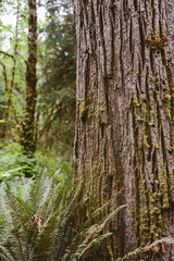 sitka spruce forest
