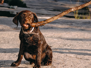 Brown labrador retriever