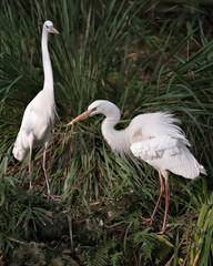 White Heron bird Stock Photos. Picture. Portrait. Image.  White Heron birds close-up profile view with foliage background. Couple. Interaction. Courtship. Two white herons.