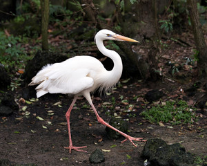 White Heron bird Stock Photos. Picture. Portrait. Image.  White Heron bird close-up profile view with foliage background. March walk in a military manner.