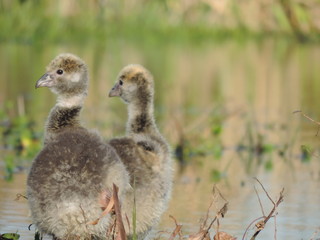 Baby Birds 