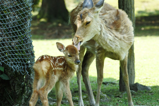 Mother deer is giving her love to her baby and the baby is satisfied.