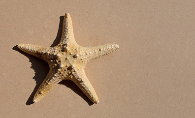 Starfish on brown plywood background.