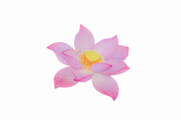 Pink Lotus flower isolated on white background