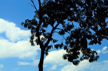 えんじゅの樹のシルエット