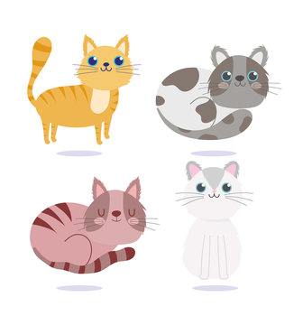 pet shop, cute cats adorable animal domestic cartoon