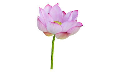 Pink Lotus flower isolated on white background with Clipping Paths.