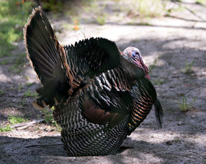 Wild Turkey bird stock photos.  Image. Portrait. Picture.  Close-up profile view with blur background displaying wattle, fan out tail feathers, plumage in its habitat looking to the right side.