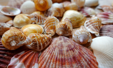Assorted multicolour tropical seashells