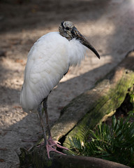 Wood stork bird stock photo. Close-up profile view in the water with a blur background displaying head, eye, beak, white and black plumage in its environment and habitat. Picture. Image. Portrait.