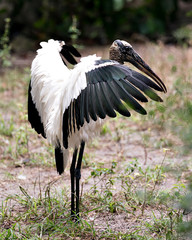 Wood Stork Bird Stock Photos.  Close-up profile view standing tall with spread wings displaying white and black feathers plumage, in its environment and habitat. Portrait. Image. Picture. Photo.