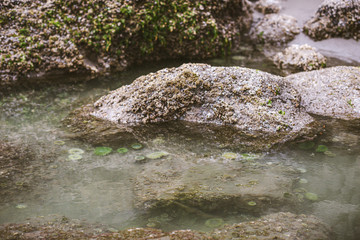 tide pool friends