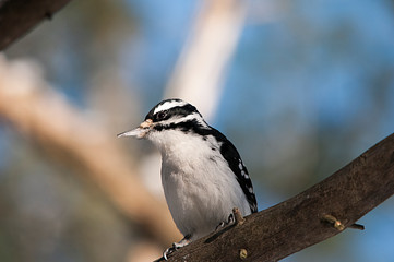 Woodpecker bird stock photos.  Woodpecker perched on a branch with a blur blue background displaying its body, plumage in its environment and habitat in the forest. Image. Picture. Portrait.