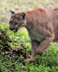 Obraz premium Panther animal Stock Photos. Florida Panther head close-up profile view, displaying head close-up, ears, eyes, whiskers, nose, paws in its environment and surrounding. Portrait. Image. Picture.