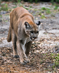 Panther Florida stock photos. Florida Panther close-up profile view with blur background, displaying brown fur, body, head, ears, eyes, whiskers, nose, paws, tail in its habitat. Picture. Portrait.
