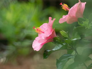 pink hibiscus in the gardent