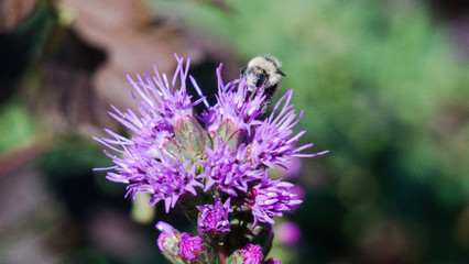 bee on thistle