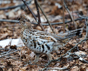 Partridge Bird Stock Photos. Partridge bird close-up profile view walking in the forest in the...
