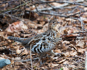 Partridge Bird Stock Photos.  Partridge bird walking in the forest in the autumn season in its environment and surrounding with a blur autumn background looking to the right side. Image. Picture. 