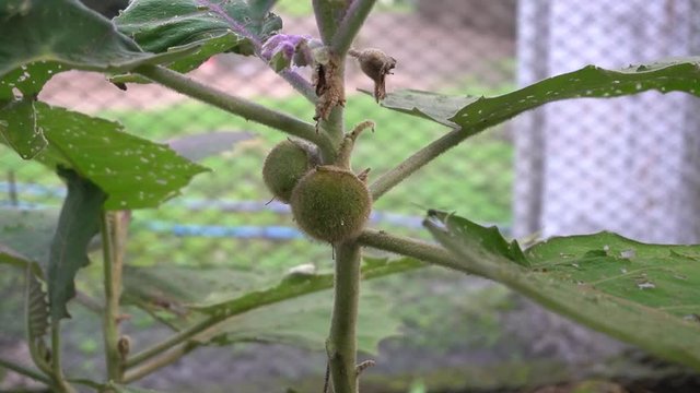 close-up of the fruit of Quito quito or Naranjilla on its own branch and tree