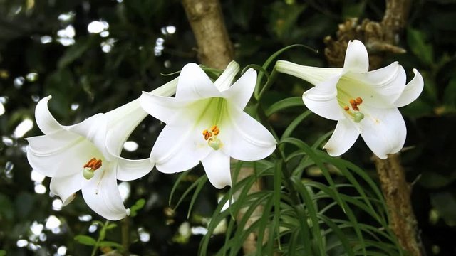 「しらゆり」の画像 46 件の Stock 写真、ベクターおよびビデオ Adobe Stock