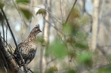 Partridge Bird Stock Photos. Close-up profile perched on a tree branch in the forest in the autumn season displaying brown feathers plumage in its environment and habitat. Image. Picture. Portrait