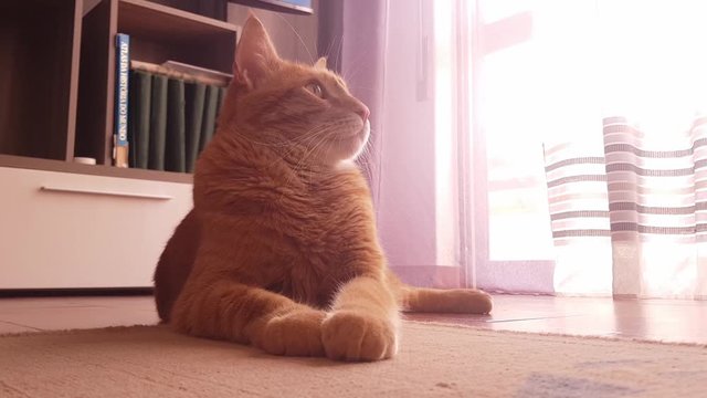 Portrait of a cute red tabby cat lying on the floor and carefully observing an object moving around the room.