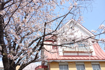 田園調布駅と桜
