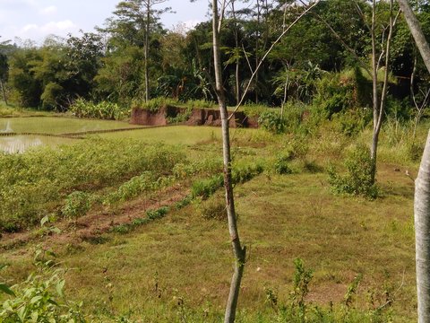 Paraserianthes Falcataria Tree