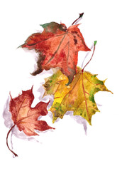 autumn herbarium, yellow green brown red autumn maple leaves on a white background, watercolor pattern, botanical sketch