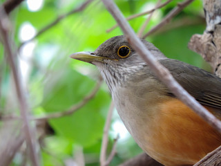 Orange belly bird