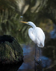 Great White Egret Stock Photo.  Great White Egret close-up profile view standing in the water, displaying white feather plumage, with a blur water background in its environment and habitat. Image. 