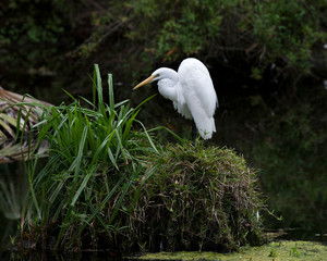Great White Egret bird Stock Photo. Great White Egret standing on foliage, displaying white feather plumage, beak with a foliage background in its environment and habitat looking to the left side.  