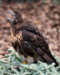 Hawk Bird Stock Photos.  Hawk bird close-up profile view sitting on green foliage and shouting, screaming or singing towards the sky with blur background  in its environment and habitat. Image. 