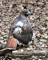 Hawk Bird Stock Photos.  Hawk close-up profile rear view perched on a branch with a blur foliage background and foreground in its environment and habitat. Red-tailed hawk. Image. Portrait. Picture.