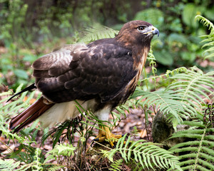 Hawk Bird Stock Photos. Hawk close-up profile view with foliage background and foreground in its environment and habitat displaying brown feathers, beak, eye, talons. Image. Portrait. Picture. 