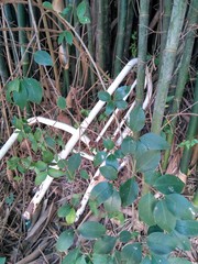 an abandoned chair among the bamboo