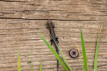A small black lizard is warming itself on an old Board. Close up.