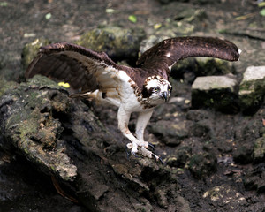 Osprey Stock Photos. Osprey bird close-up profile view standing on moss rocks and displaying spread wings, beak, eyes, talons, brown feathers plumage in its habitat. Picture. Image. Portrait.  