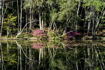 reflection of flowers and trees in water