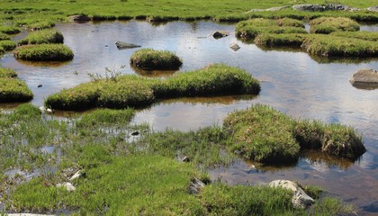 grass and water