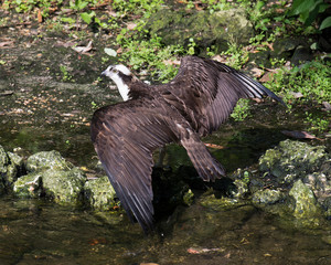Osprey Bird Stock Photos.  Osprey Bird close-up profile view with spread wings, on rocks by the water with background foliage in its habitat and environment. Image. Picture.