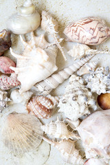 Sea shells on the background of sand. Summer beach. Seashell collection. Top view.