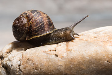 Garden Snail crawling on brown stone.
