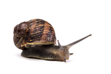 Garden Snail crawling on white background