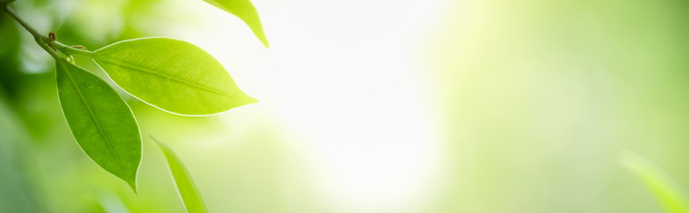 Obraz premium Concept nature view of green leaf on blurred greenery background in garden and sunlight with copy space using as background natural green plants landscape, ecology, fresh wallpaper concept.