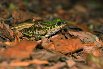 Swinhoe's frog(Odorrana swinhoana)(Boulenger, 1903)