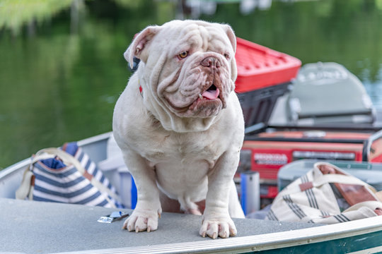 Old English Bulldog waiting on the bow of a fishing boat